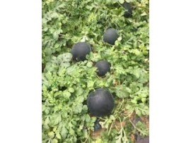 A-Z 96 Siyah Karpuz Tohumu 1000 Adet